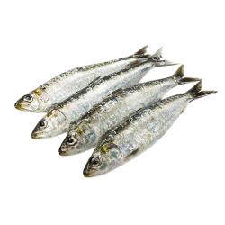 SARDINA "PROVECAEX"  CONG. BANDEJA 700GR NETO