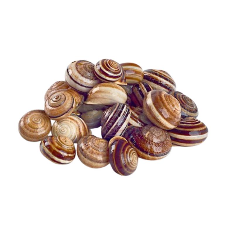 CARACOLES CONG. CABRILLA -G-  LOS ABUELOS B/1 KG.