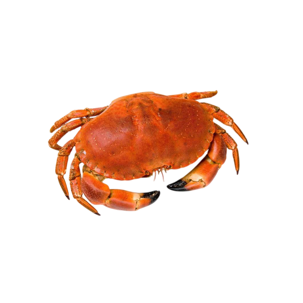 BUEY DE MAR COCIDO 800/1000 X.KG