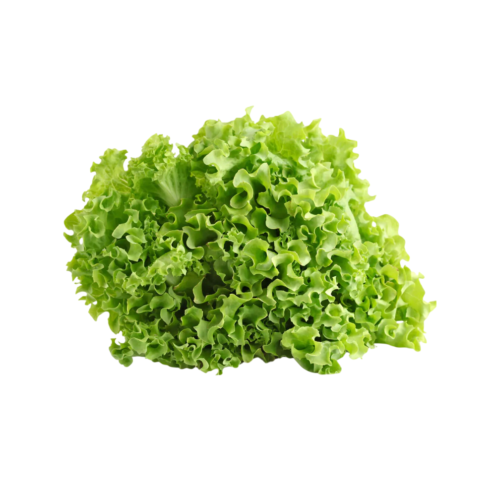 LECHUGA BATAVIA RIZADA PIEZA