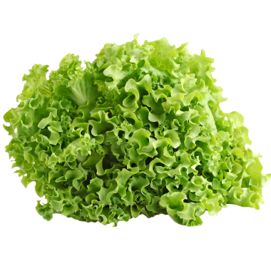 LECHUGA BATAVIA RIZADA PIEZA
