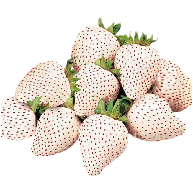FRESA OJO BLANCA X KG