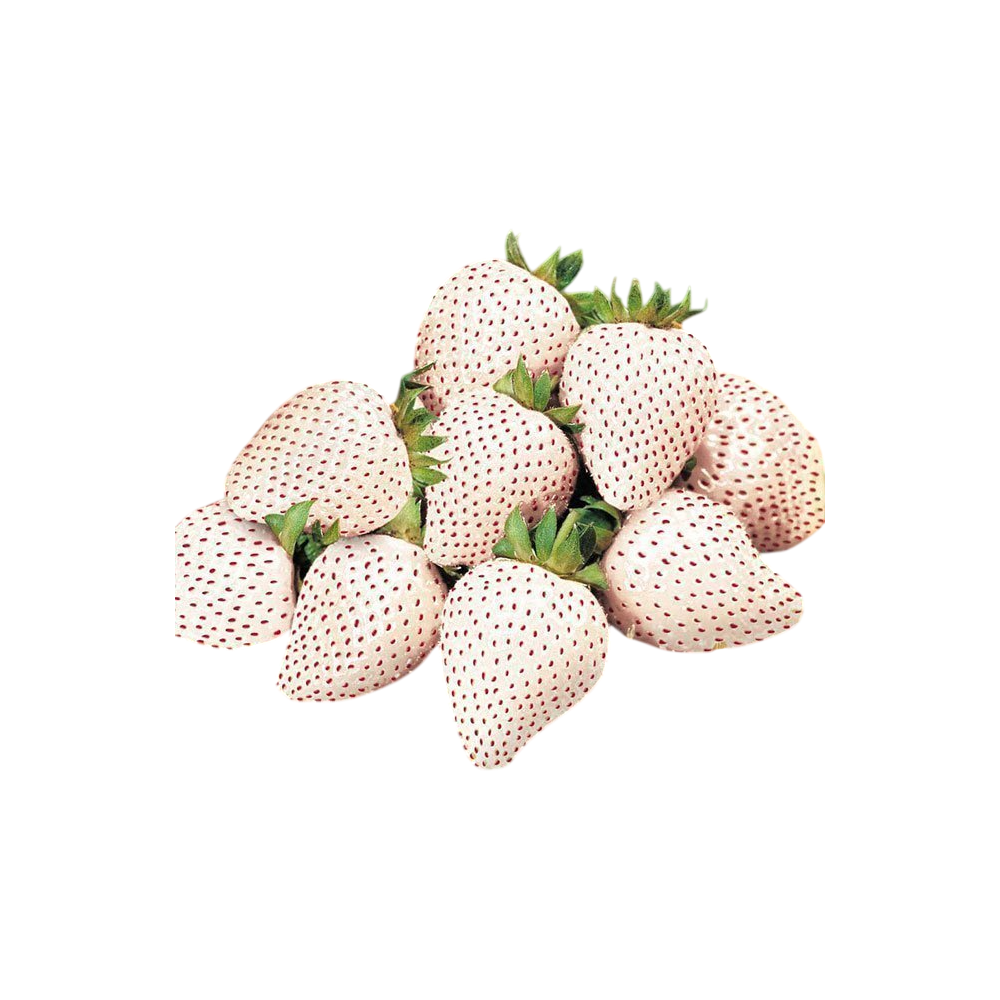 FRESA OJO BLANCA X KG