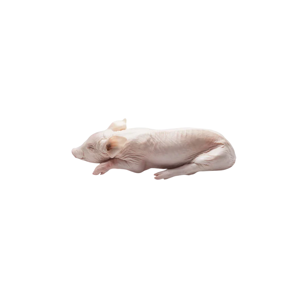 MACHILLO 40/50 FRESCO, PVP.X. KG