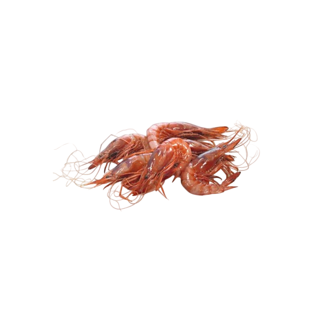 GAMBA BLANCA CRUDA 81/100 TERRA PVP.X.KG