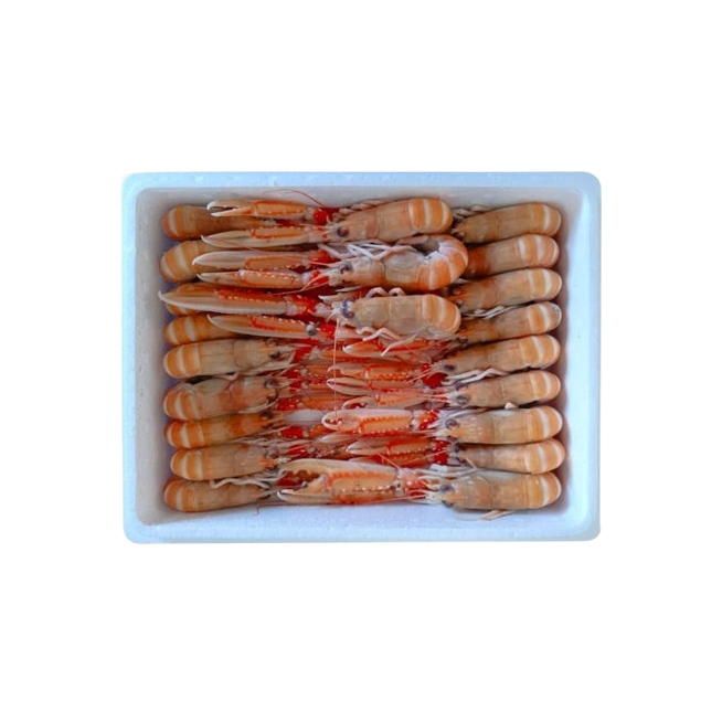 CIGALAS CRUDA N.1  10/15 CONG.PVP.X.KG