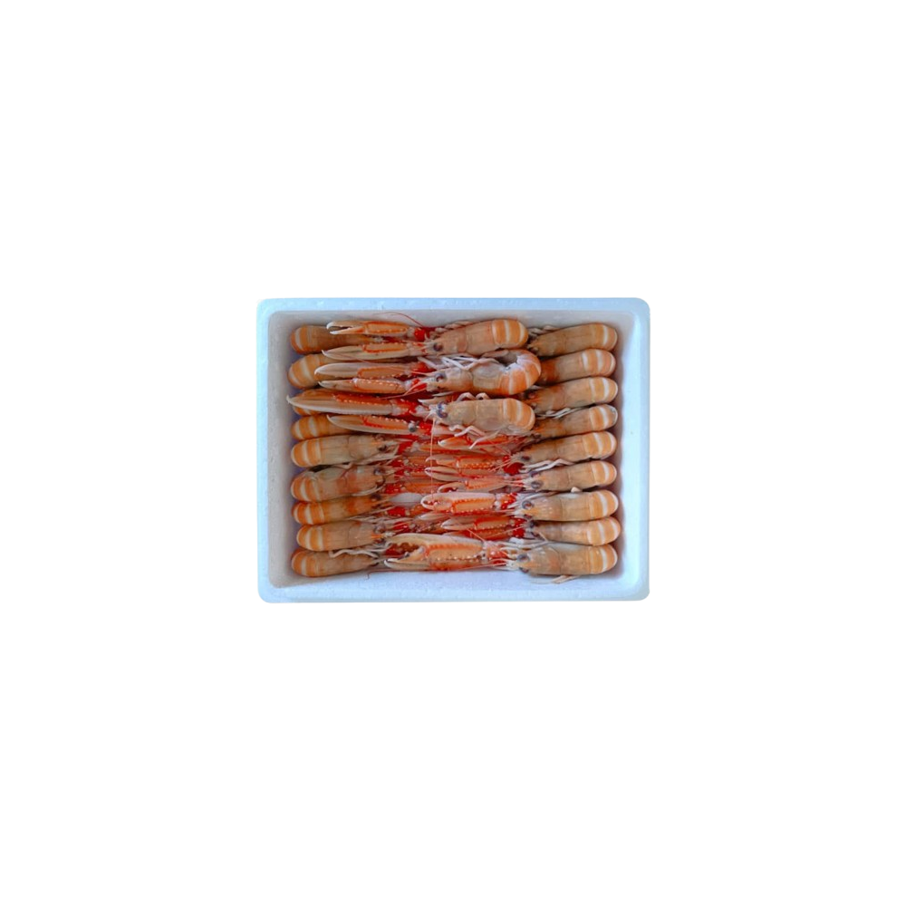 CIGALAS CRUDA N.1  10/15 CONG.PVP.X.KG