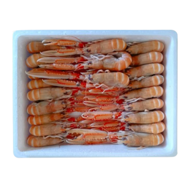 CIGALAS CRUDA N.1  10/15 CONG.PVP.X.KG