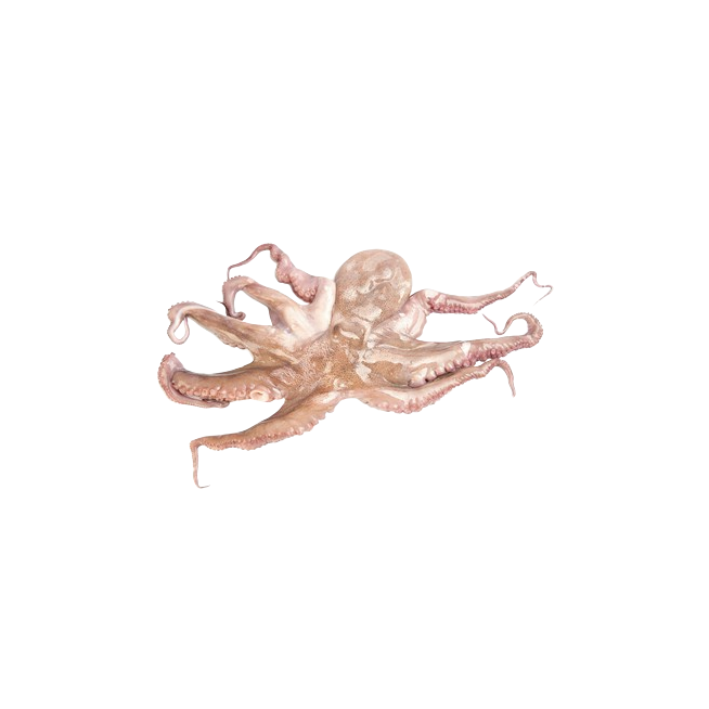 PULPO COCIDO 800-1000 PASTEURIZD.X.KG