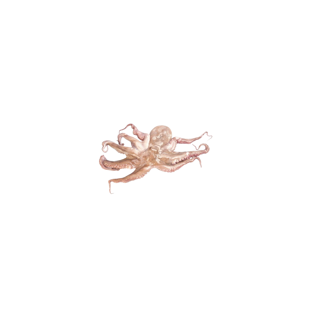 PULPO COCIDO 800-1000 PASTEURIZD.X.KG