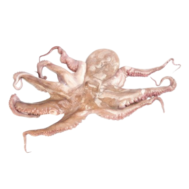 PULPO COCIDO 800-1000 PASTEURIZD.X.KG