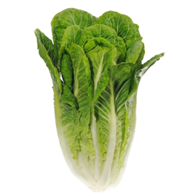 LECHUGA ROMANA FRESHKIA B/2 UD