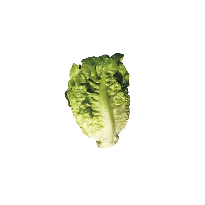 LECHUGA COGOLLO BABY VERDE B/3 UD
