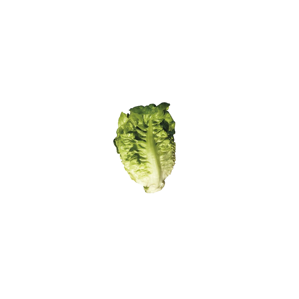 LECHUGA COGOLLO BABY VERDE B/3 UD