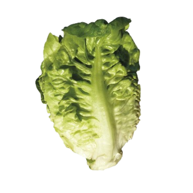 LECHUGA COGOLLO BABY VERDE B/3 UD