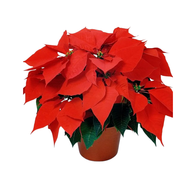 FLOR DE PASCUA UNIDAD
