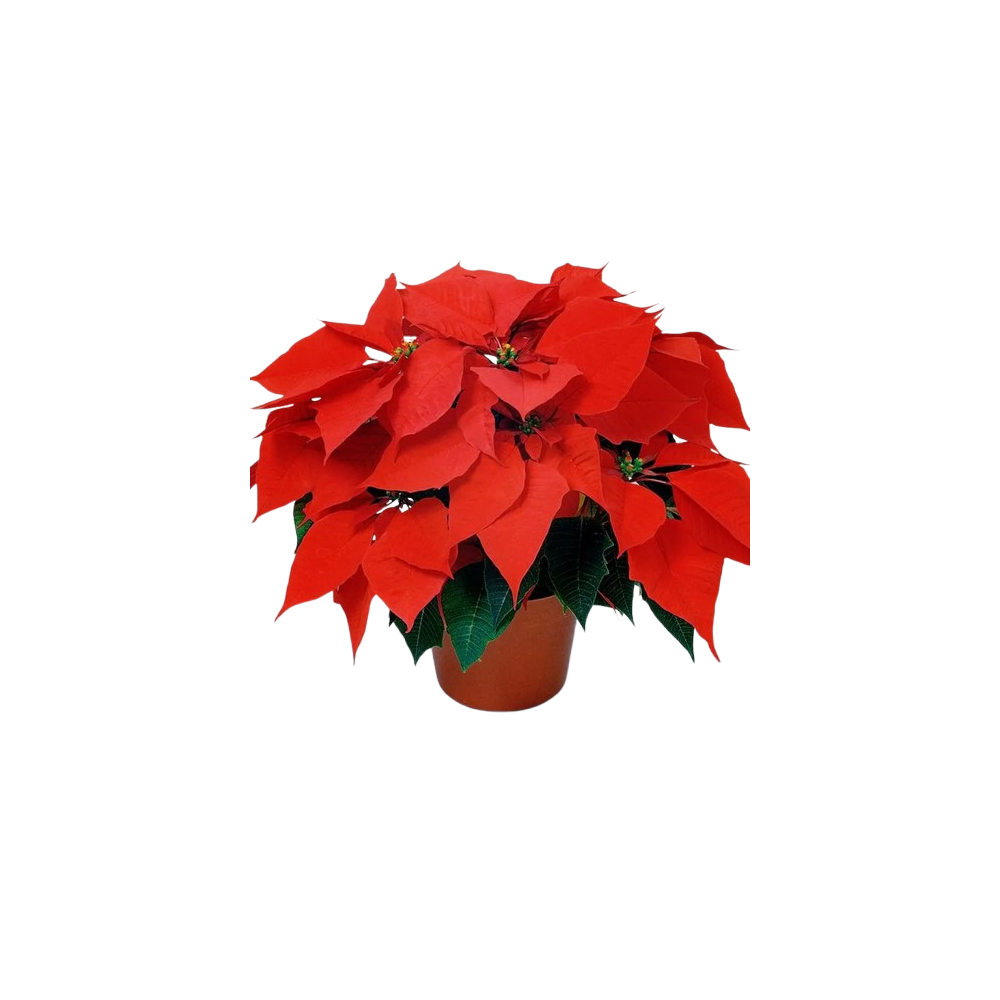 FLOR DE PASCUA UNIDAD