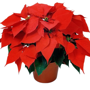 FLOR DE PASCUA UNIDAD