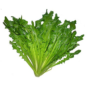 ACHICORIA PIEZA