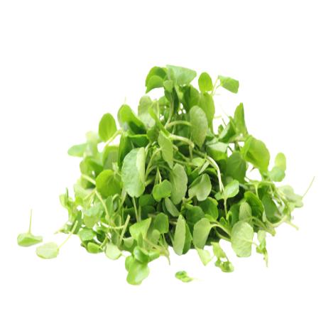 BERROS ESTUCHE 100 GR
