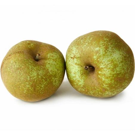 MANZANA REINETA 1ª X KG