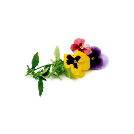 FLORES PENSAMIENTO BANDEJA 10GR