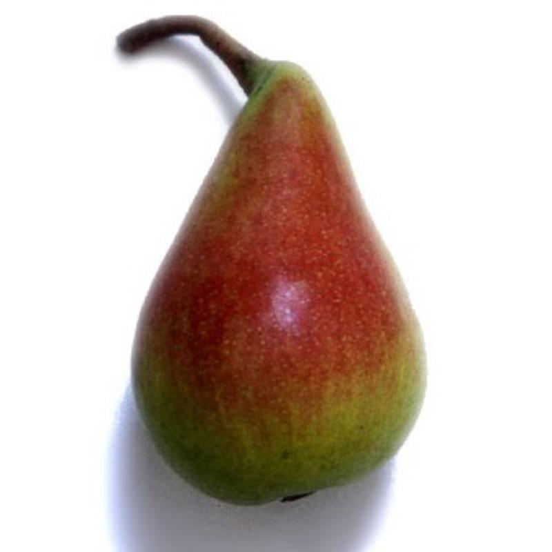 PERA ERCOLINE X KG