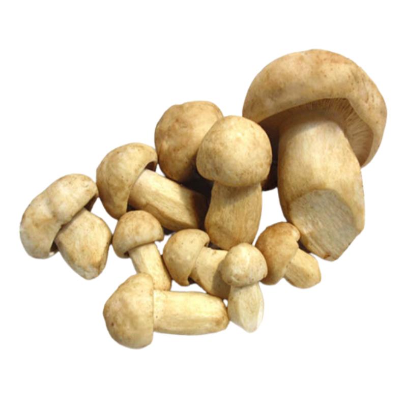 SETAS CULTIVADAS FRESCA X KG