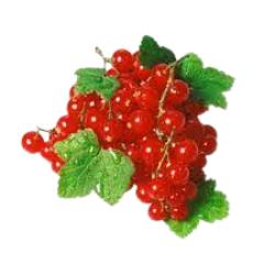 GROSELLAS FRESCAS EST/125 GR