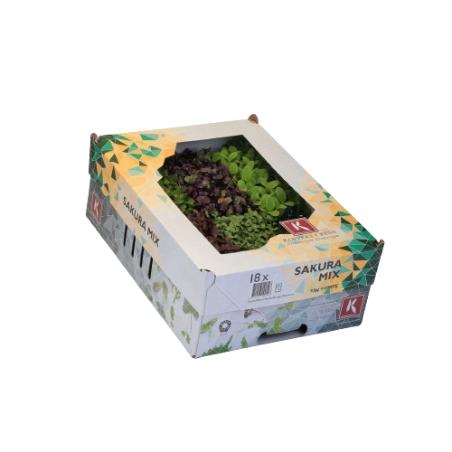 BROTES SAKURA MIX VARIADOS CAJA