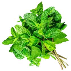 MENTA NATURAL MANOJO