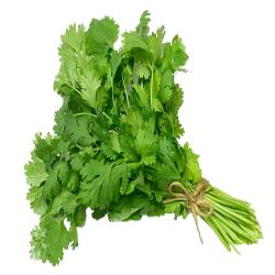 CILANTRO MANOJO 
