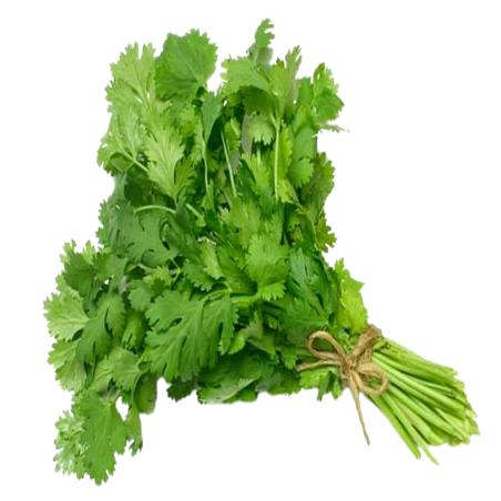 CILANTRO MANOJO 