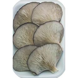 SETAS CULTIVADAS OJOO BELINDA B/200 GR