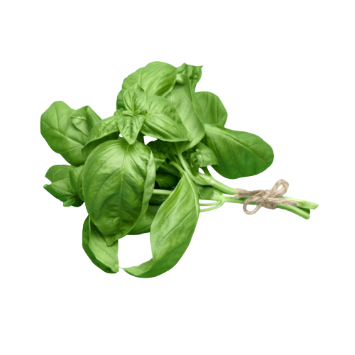 ALBAHACA FRESCA MANOJO