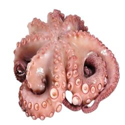 PULPO CRUDO GRAROLHAO OJO (+5,5 KG.) BANDEJA KG.