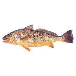 CORVINA ESTERO ENTERA- MEDIANAS.PVP.X.KG