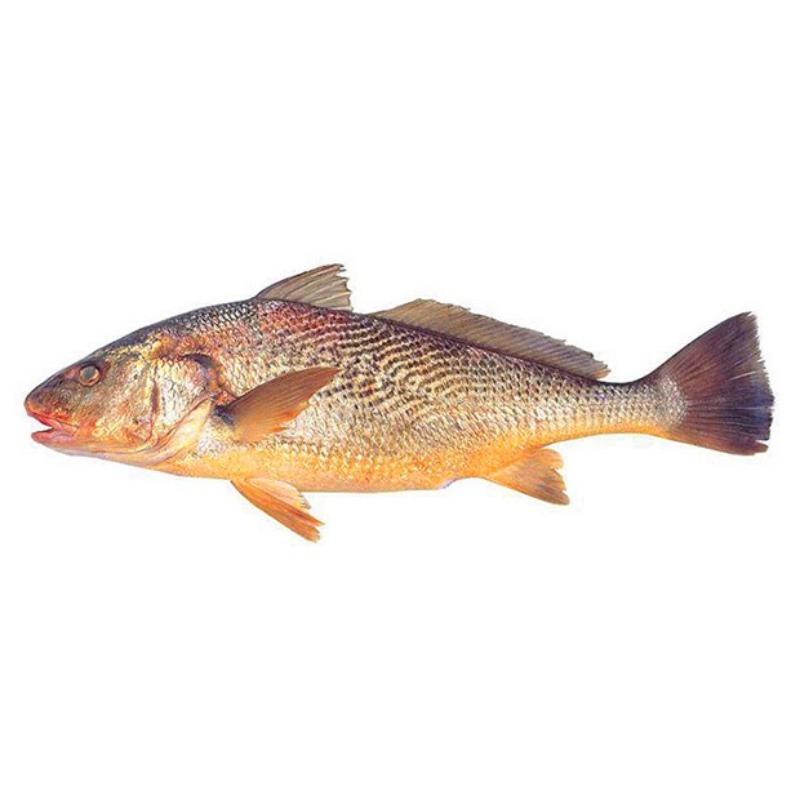 CORVINA ESTERO ENTERA- MEDIANAS.PVP.X.KG
