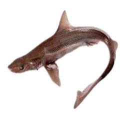 CAZON - CAELLA  FRESCO PVP.X.KG 