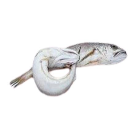 PIJOTA  FINA-NACIONAL FRESCA PVP.X.KG
