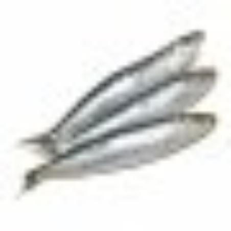 SARDINAS NORTE REFRG. PVP.X.KG