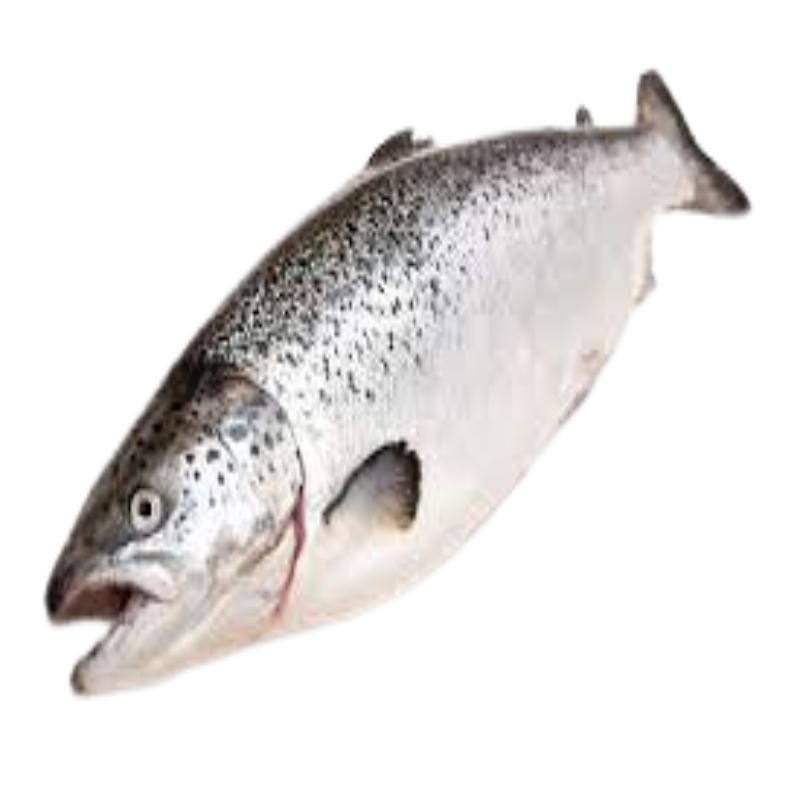 SALMON FRESCO ENTERO/MITAD+4/5.X.KG