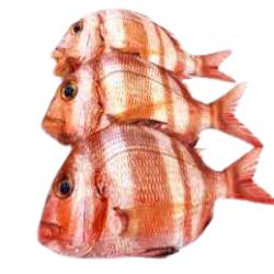 SAMA-URTA(DORADA) FRESCA PVP.X. KG.