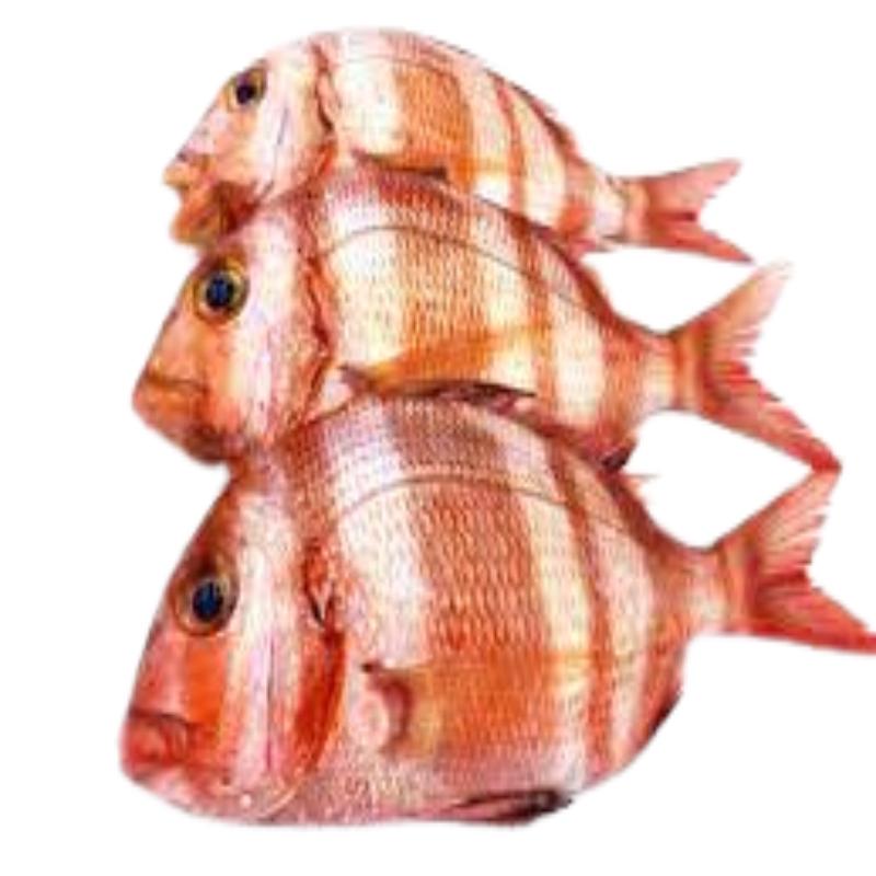 SAMA-URTA(DORADA) FRESCA PVP.X. KG.