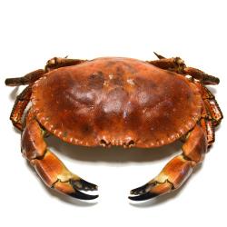 BUEY DE MAR COCIDO+600 X KG.