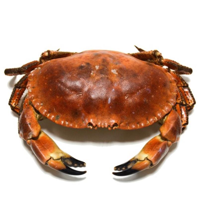 BUEY DE MAR COCIDO+600 X KG.