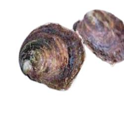 OSTRAS FRESCAS ESPECIALES X PIEZA