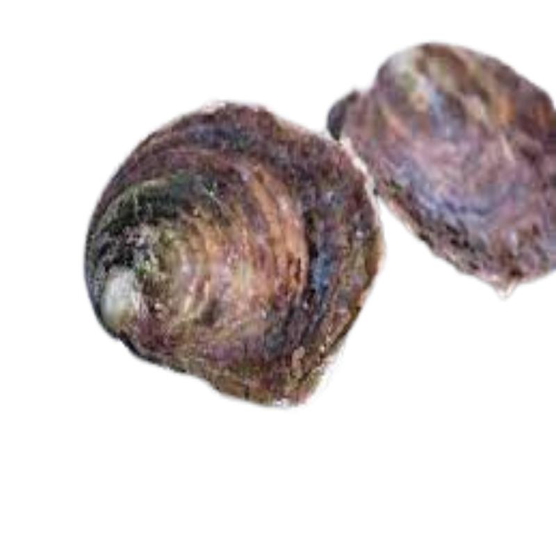 OSTRAS FRESCAS ESPECIALES X PIEZA