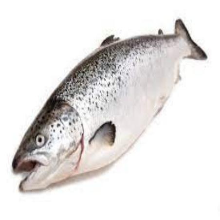 SALMON FRESCO ENTERO PIEZA+5/8.PV.KG