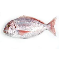 PARGO BOCINEGRO SALVAJE FRESCO. X KG